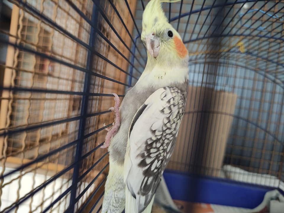 Tierheim Kehl Fundtiere